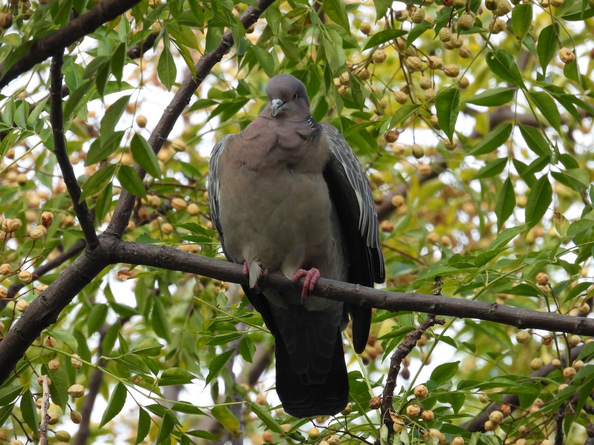 Picazuro Pigeon - Cecilia Gosso