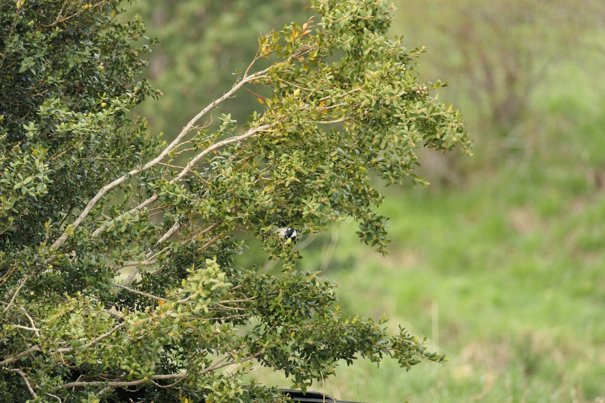 Coal Tit - Krzysztof Dudzik-Górnicki