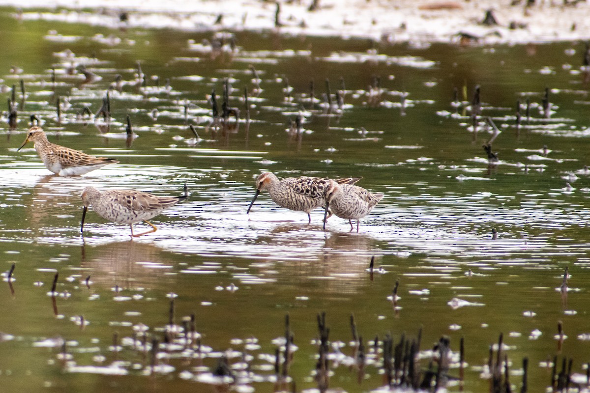 Stilt Sandpiper - Dawn S