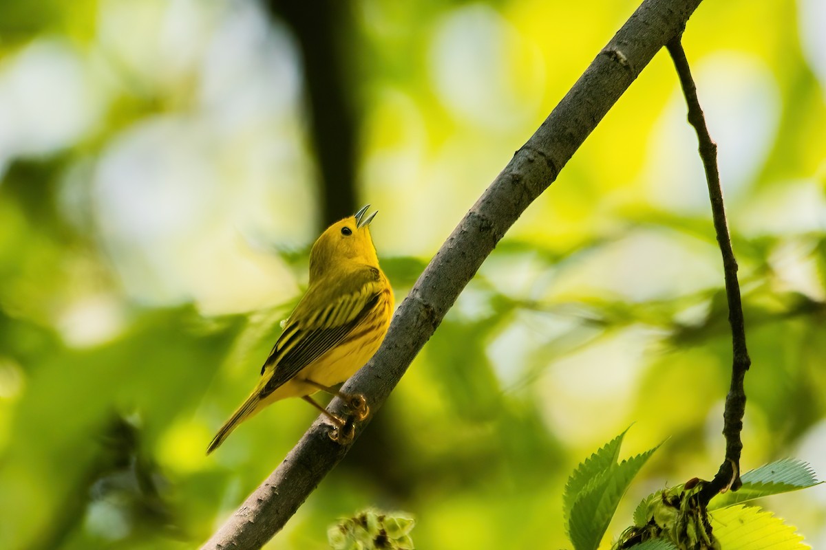 Yellow Warbler - Marc Boisvert