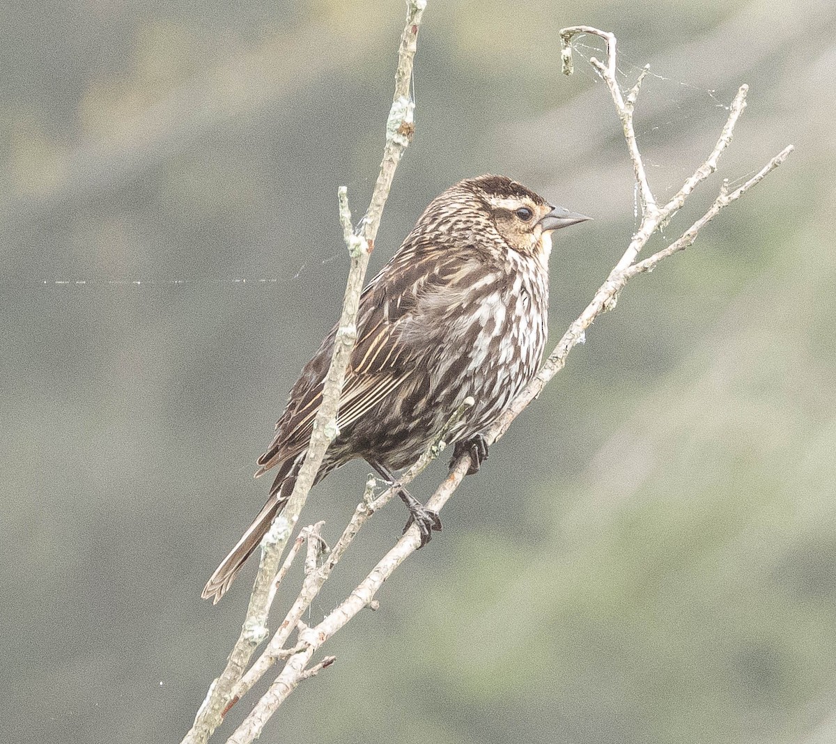 Red-winged Blackbird - Amanda Dulworth