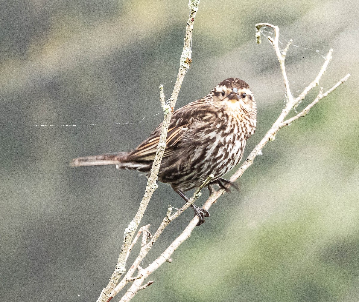 Red-winged Blackbird - Amanda Dulworth