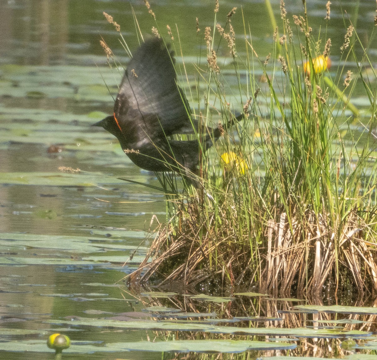 Red-winged Blackbird - Amanda Dulworth