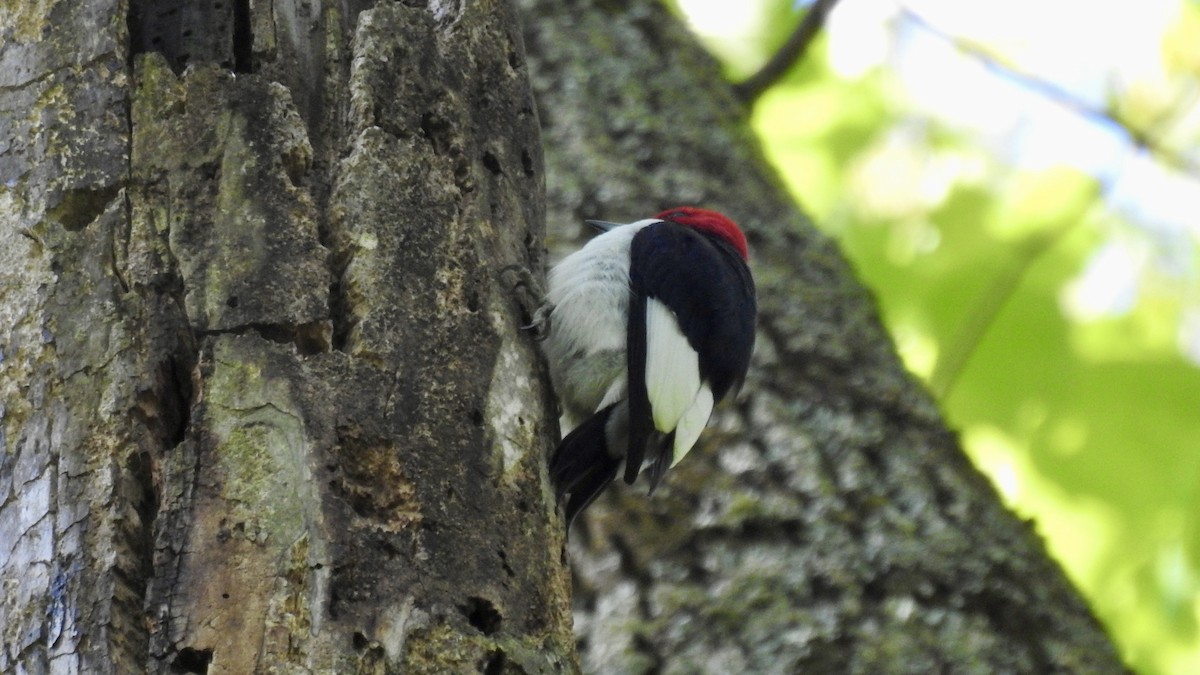 Red-headed Woodpecker - Keith Eric Costley