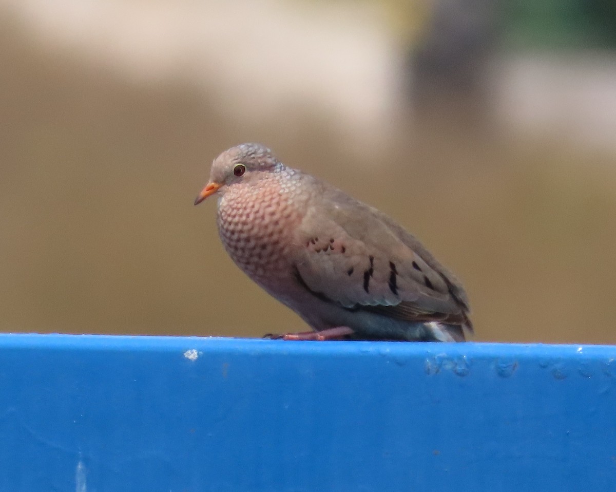 Common Ground Dove - Laurie Witkin