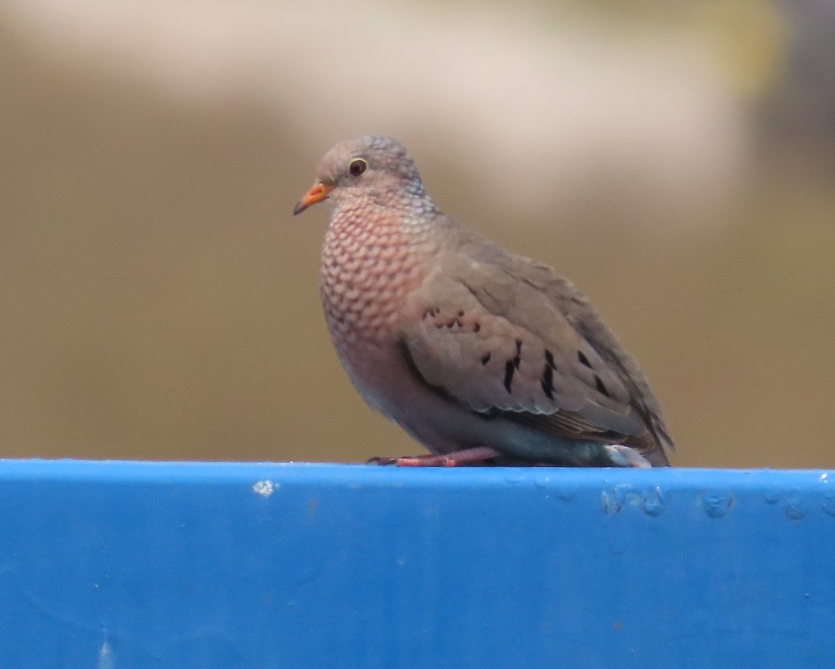 Common Ground Dove - Laurie Witkin