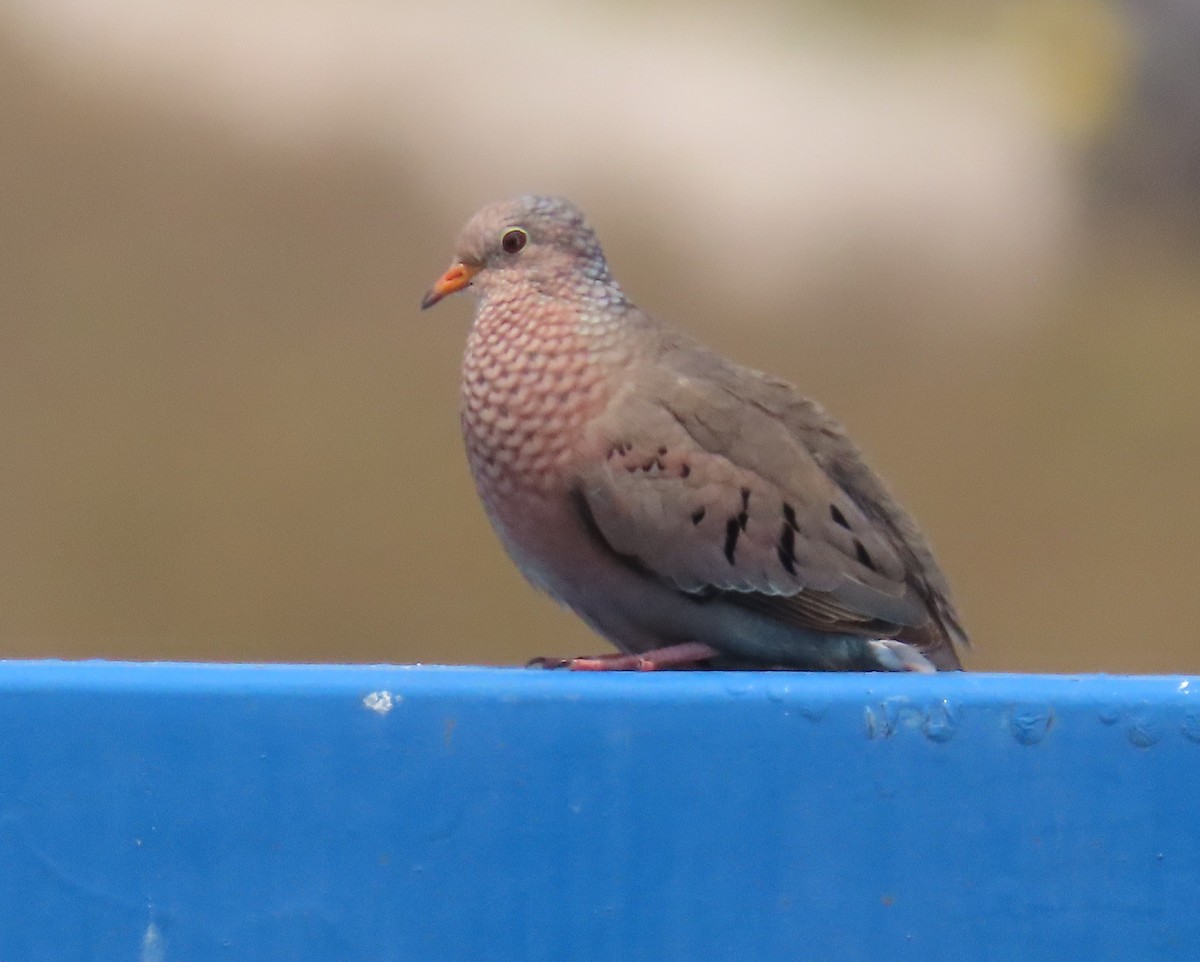 Common Ground Dove - ML619407895