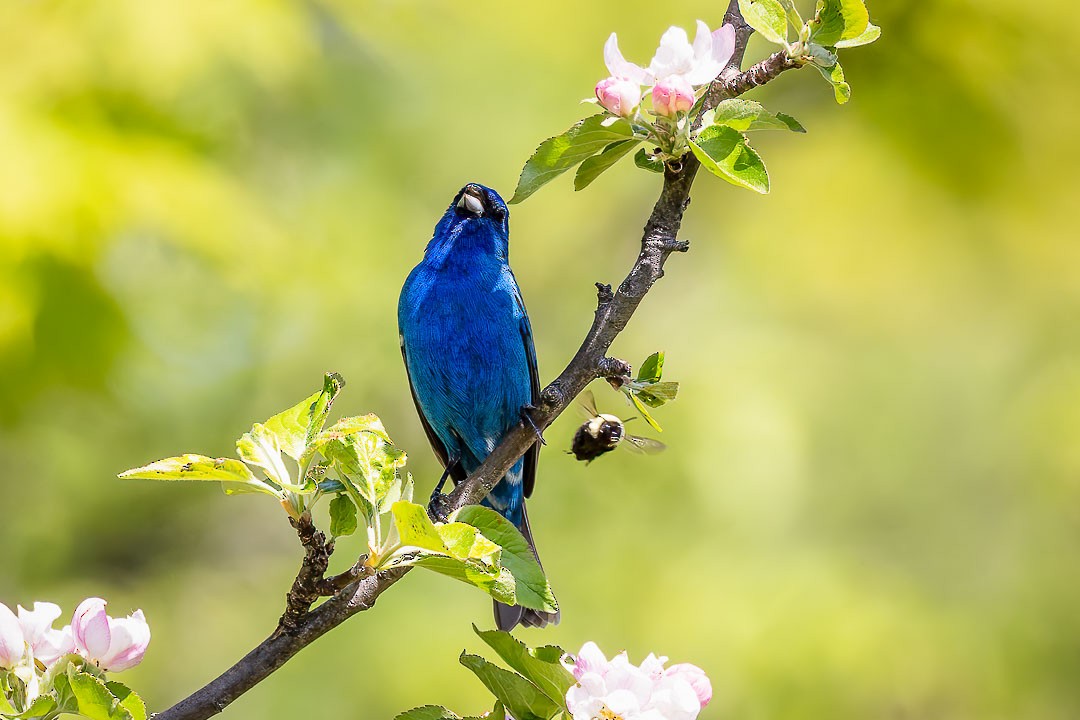 Indigo Bunting - Sheri Minardi