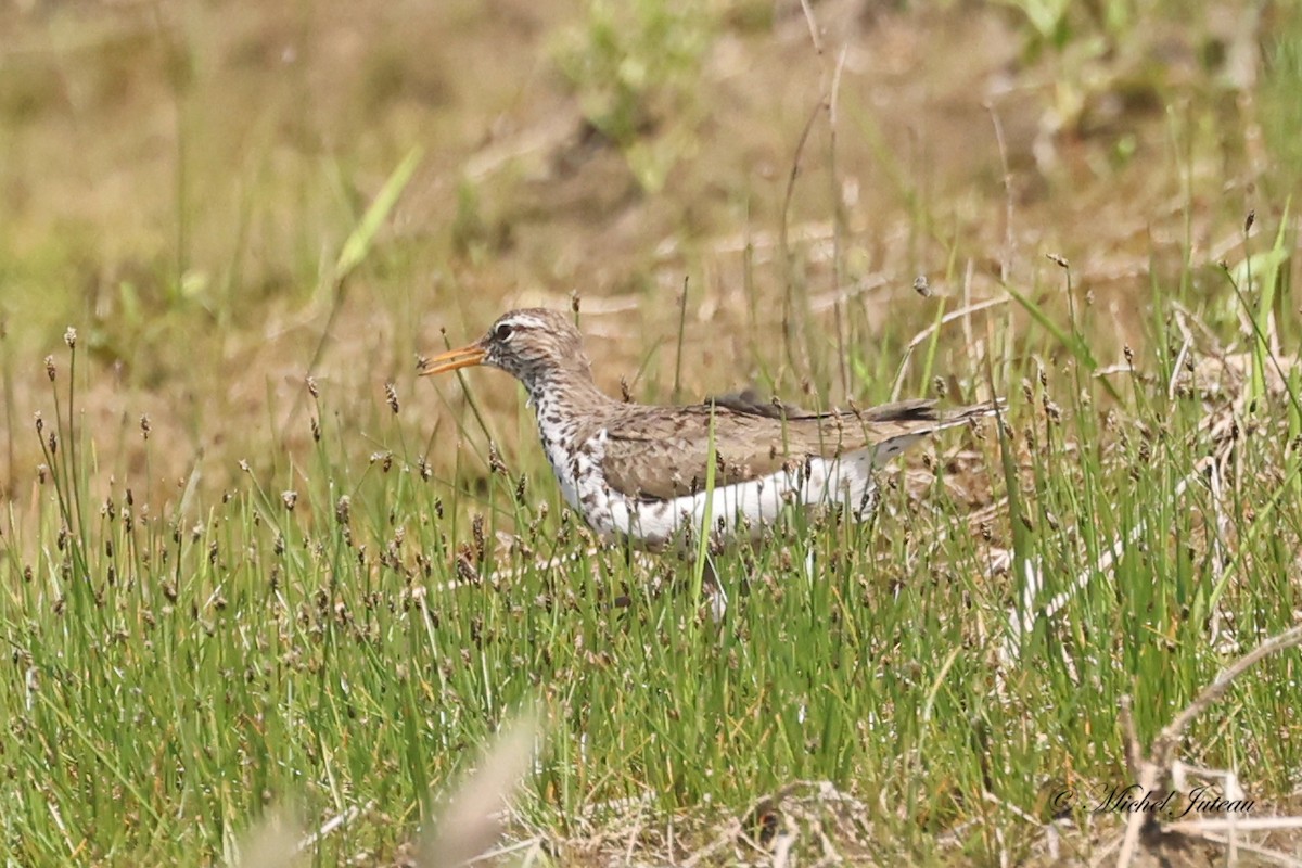 Spotted Sandpiper - Michel Juteau