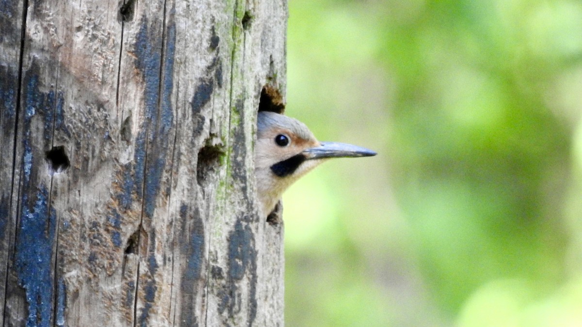 Northern Flicker (Yellow-shafted) - Keith Eric Costley