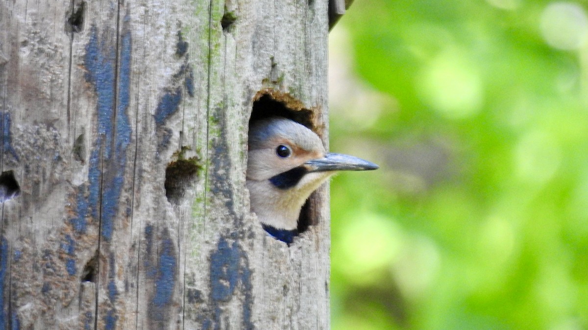 Northern Flicker (Yellow-shafted) - Keith Eric Costley