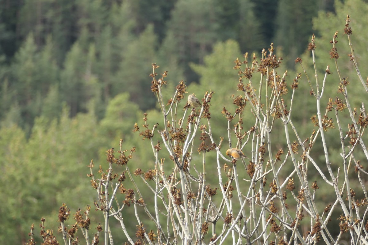 Red Crossbill - Krzysztof Dudzik-Górnicki