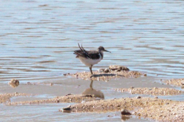 Common Sandpiper - Mikhail Pechenkin