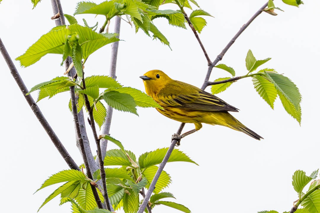 Yellow Warbler - Sheri Minardi