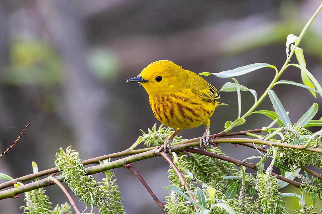 Yellow Warbler - Sheri Minardi