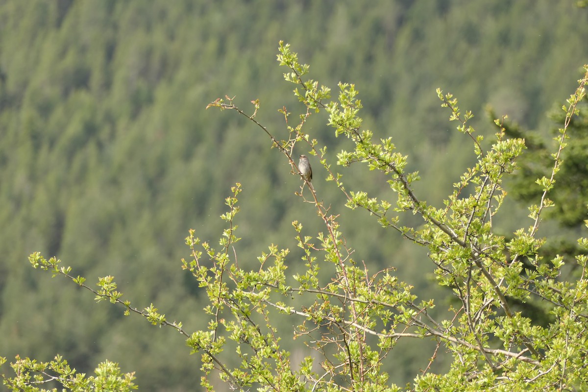 Dunnock - Krzysztof Dudzik-Górnicki