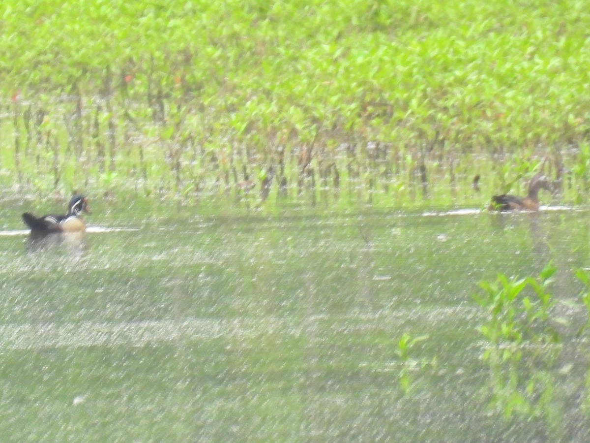 Wood Duck - bob butler