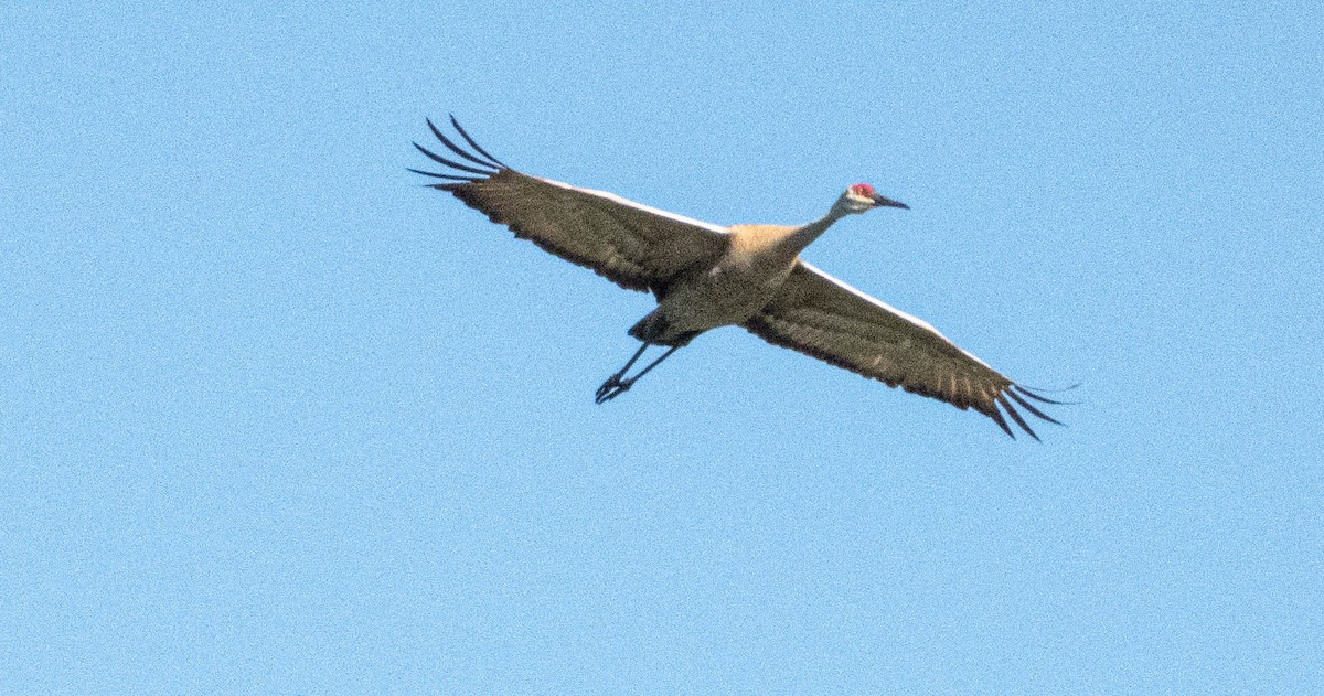 Sandhill Crane - Amanda Dulworth