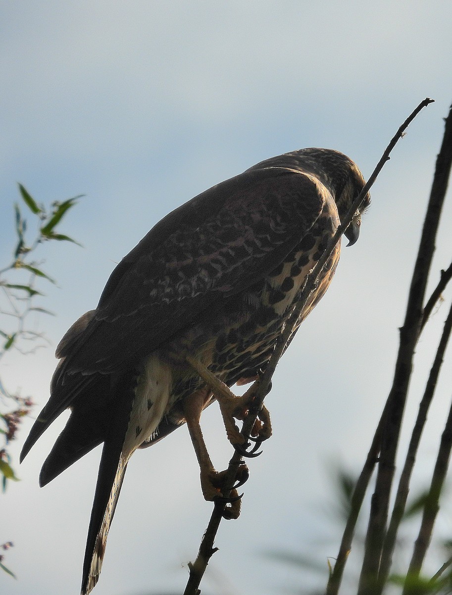 Harris's Hawk - Cecilia Gosso