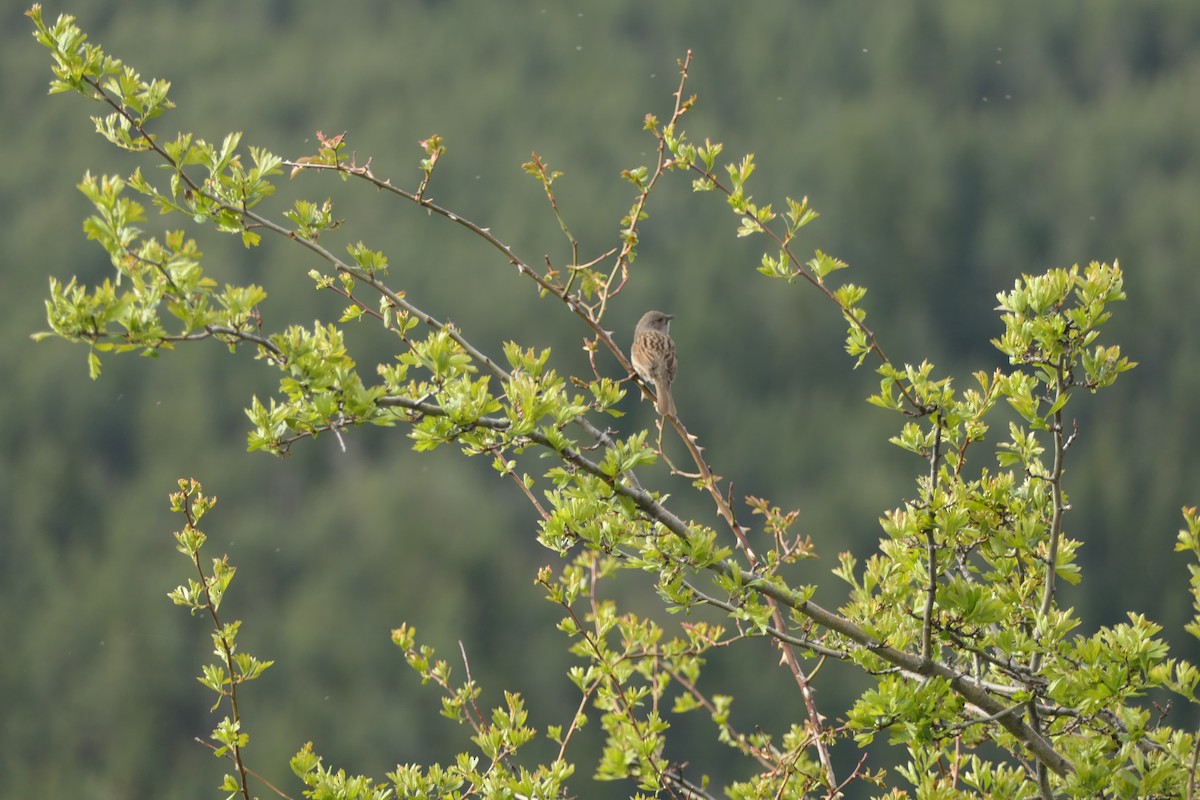 Dunnock - Krzysztof Dudzik-Górnicki