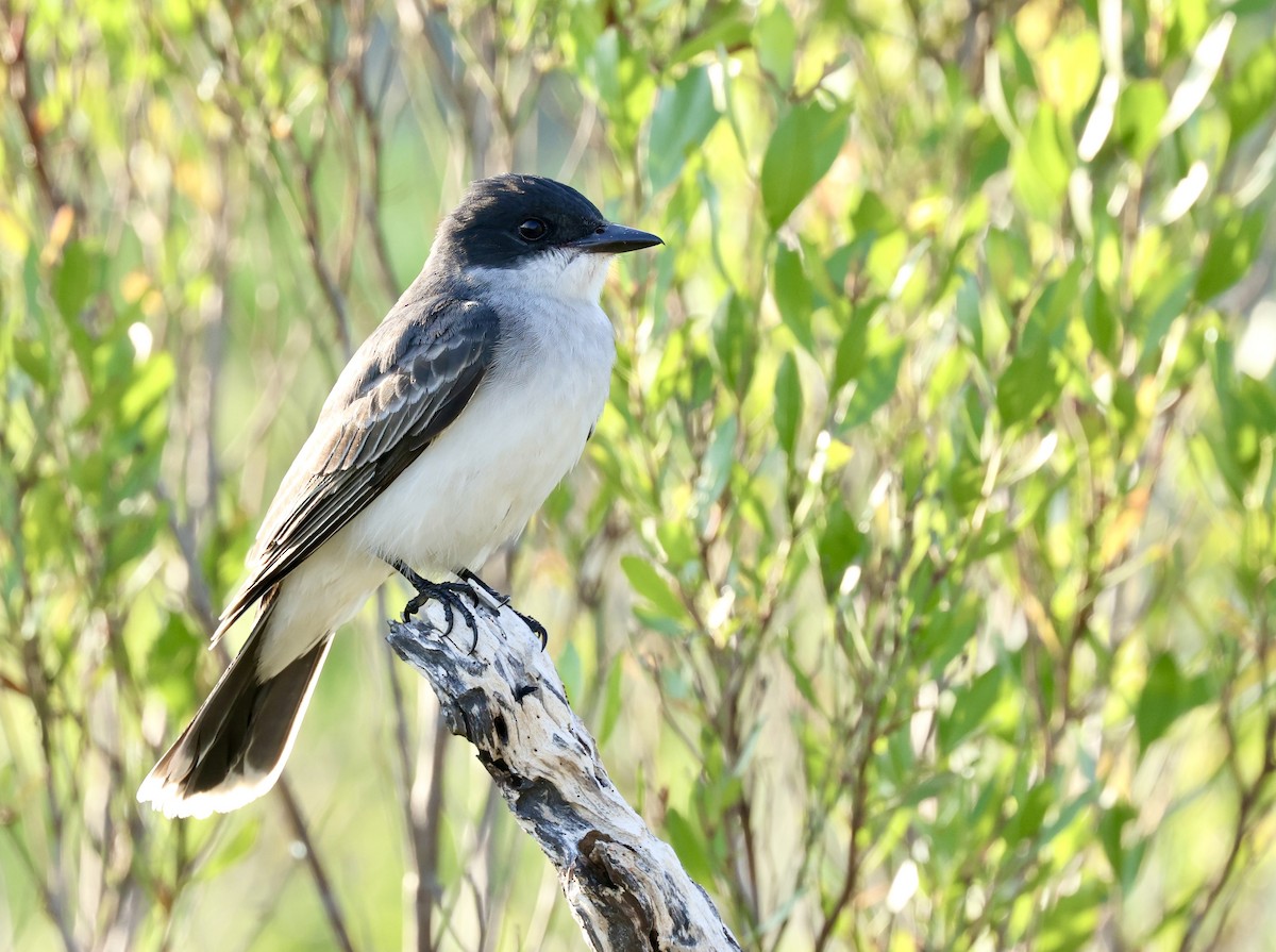 Eastern Kingbird - Grace Simms  🐦‍⬛