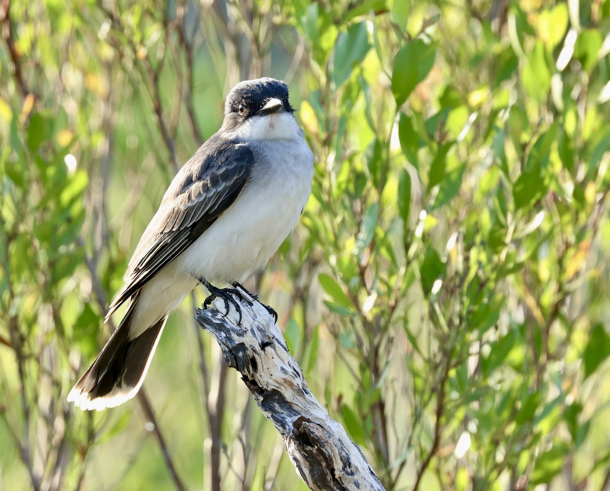 Eastern Kingbird - Grace Simms  🐦‍⬛