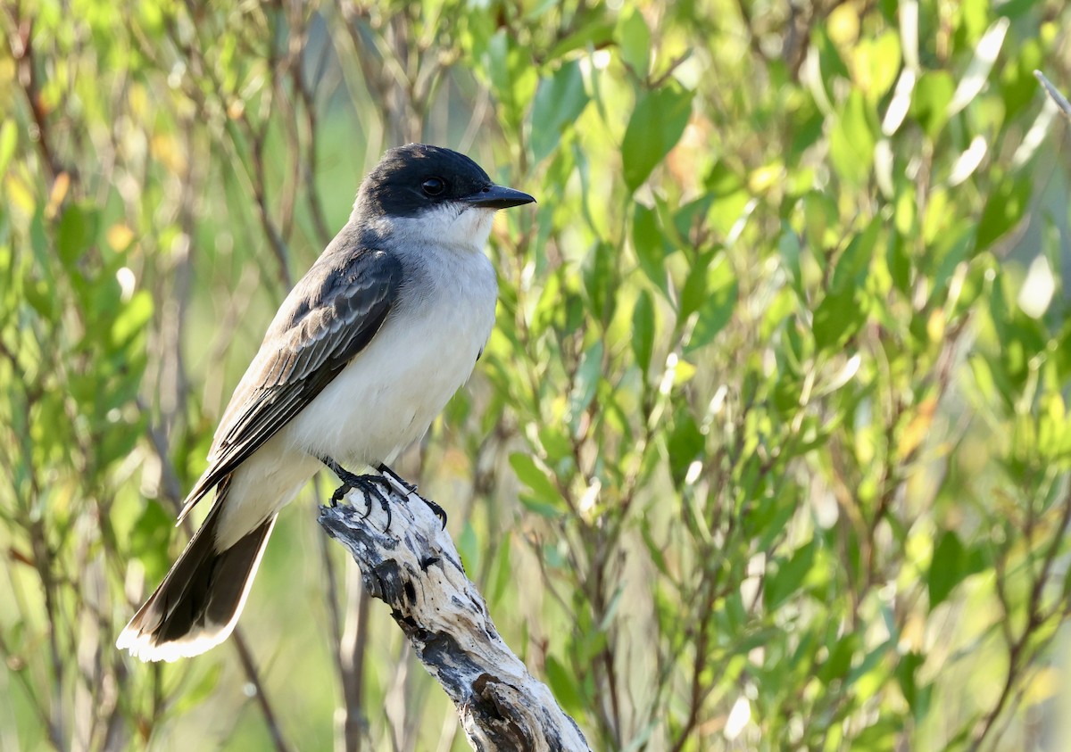 Eastern Kingbird - Grace Simms  🐦‍⬛