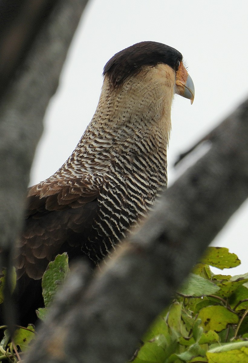 Crested Caracara - Cecilia Gosso