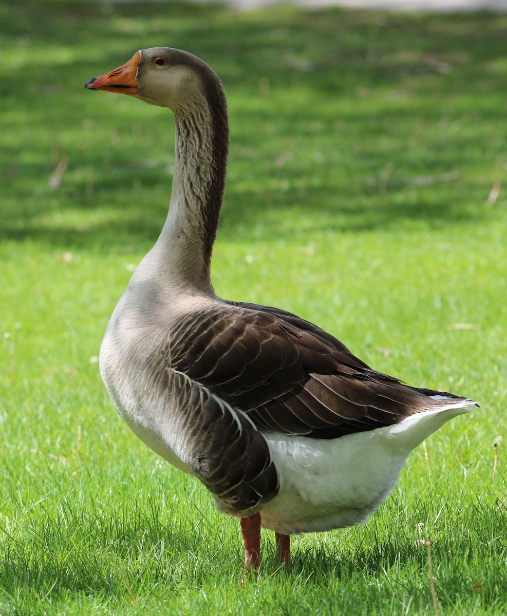Graylag x Swan Goose (hybrid) - NE Ohio Duck Tracker - JUDY   ( ')>