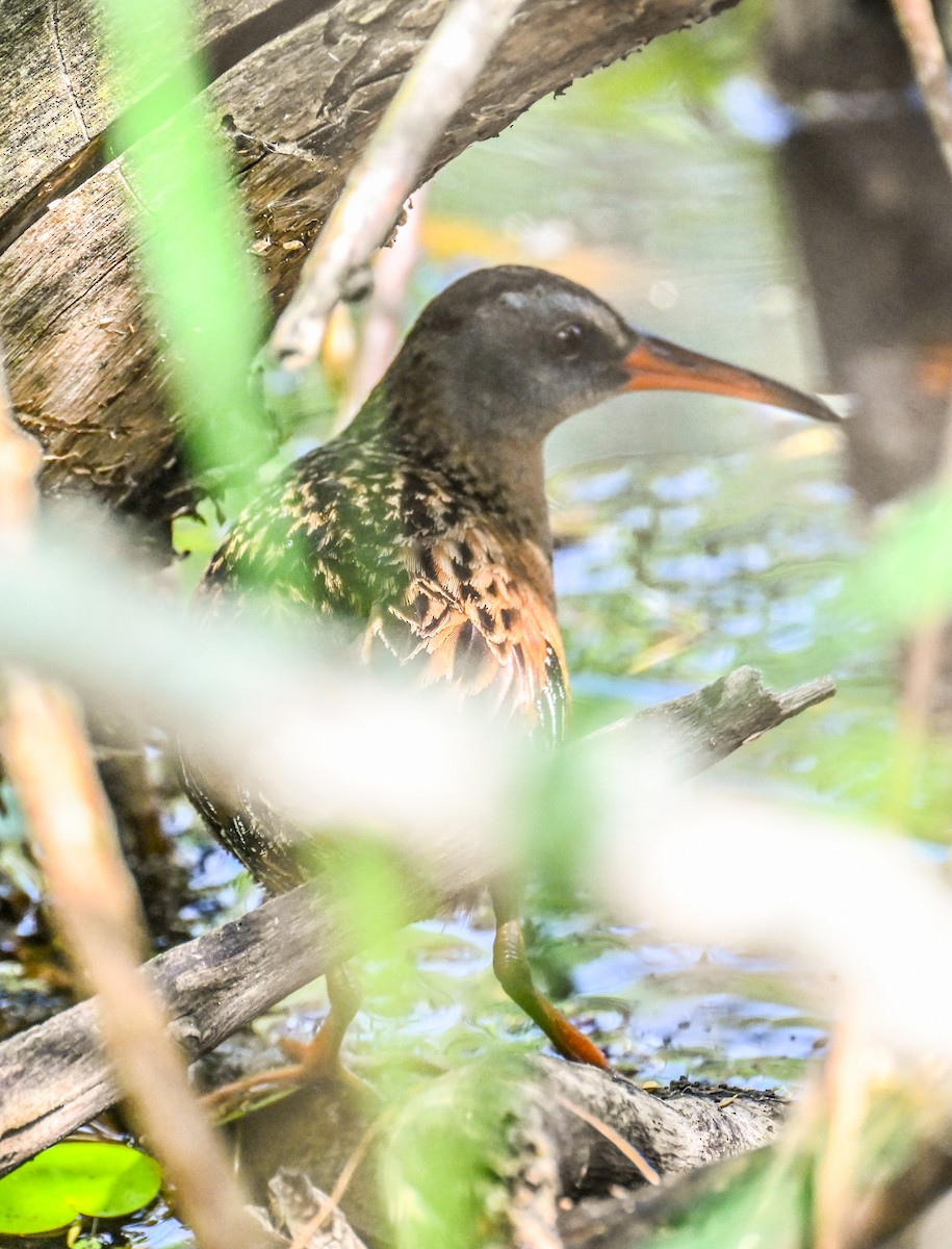 Virginia Rail - Jackie Baldwin