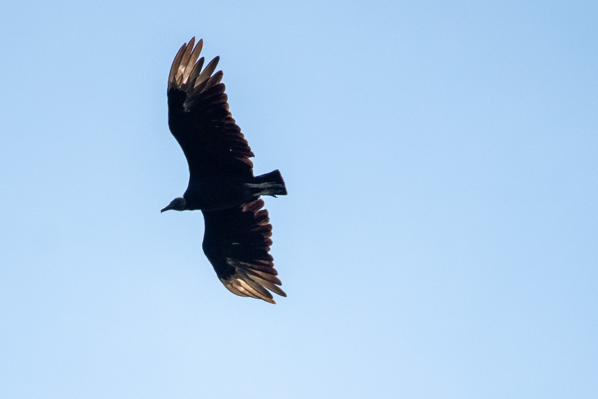 Black Vulture - Leo O’Brien
