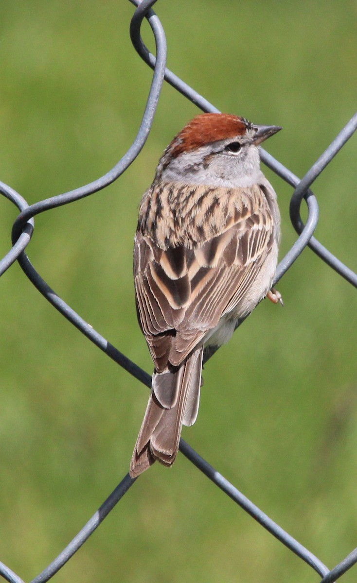 Chipping Sparrow - NE Ohio Duck Tracker - JUDY   ( ')>