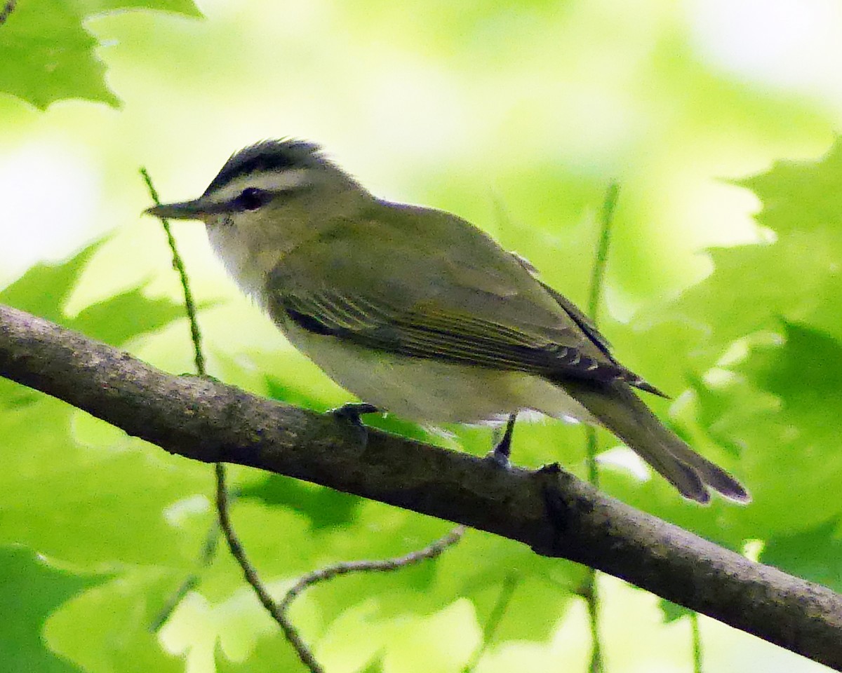 Red-eyed Vireo - Colleen C