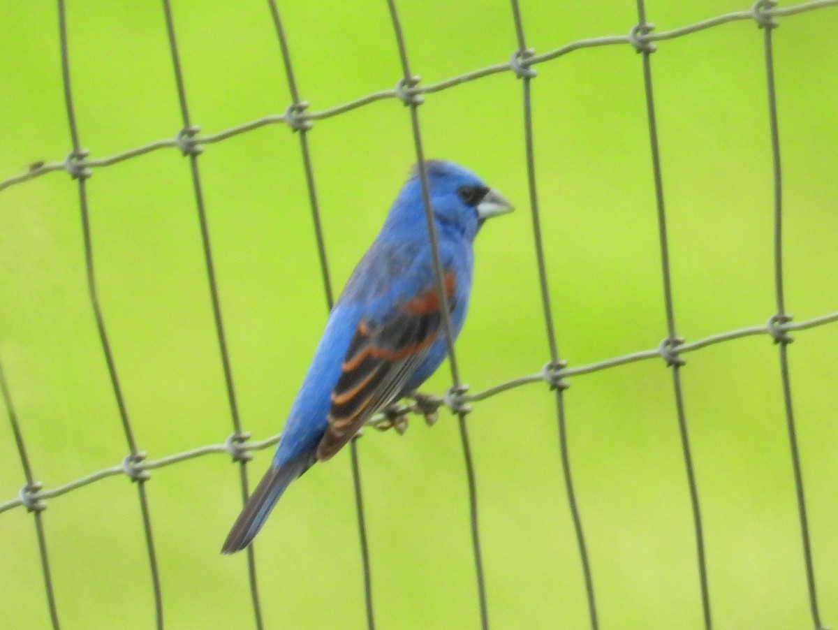 Blue Grosbeak - ML619408028