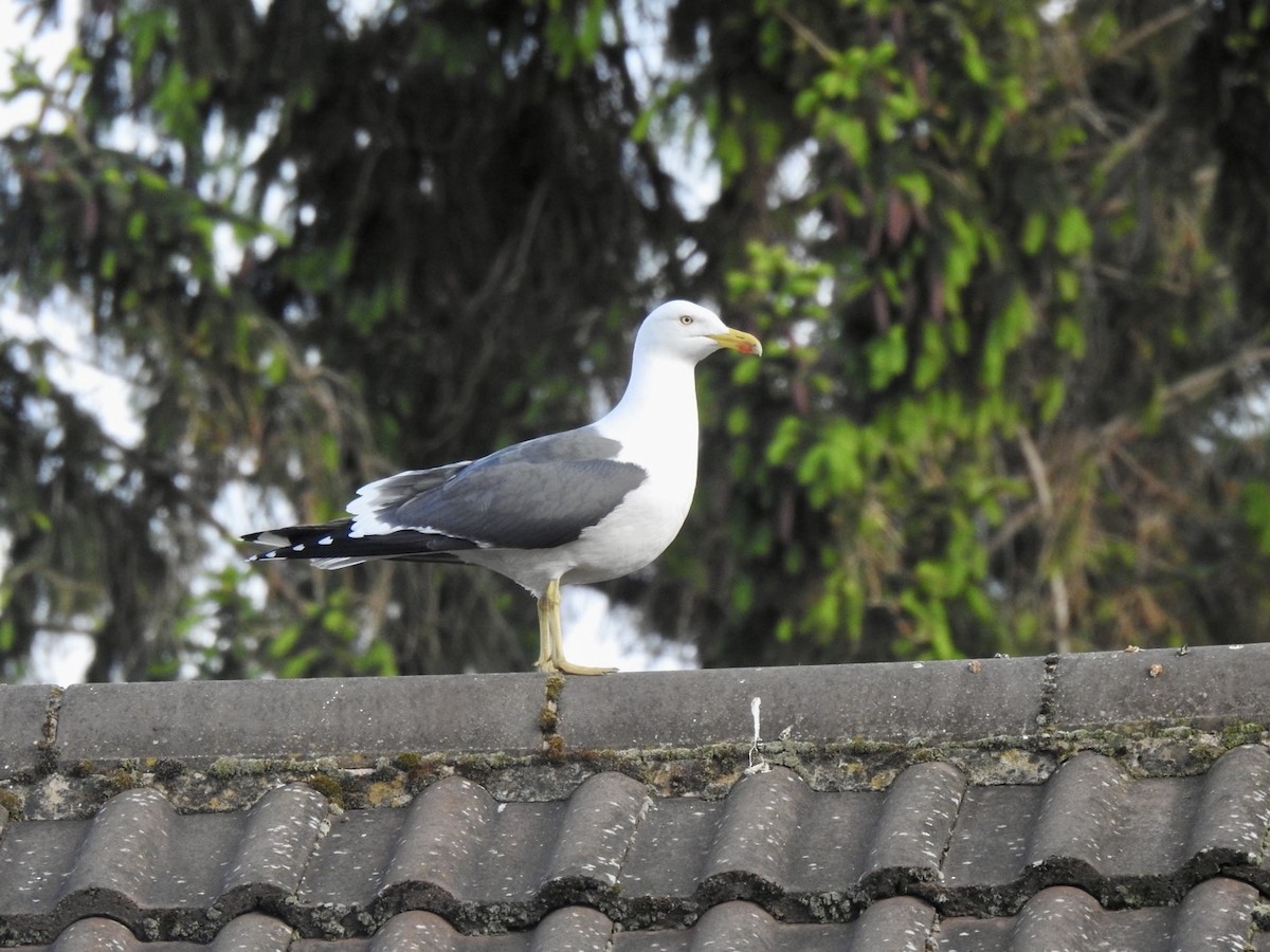 Lesser Black-backed Gull (graellsii) - Stephen Bailey