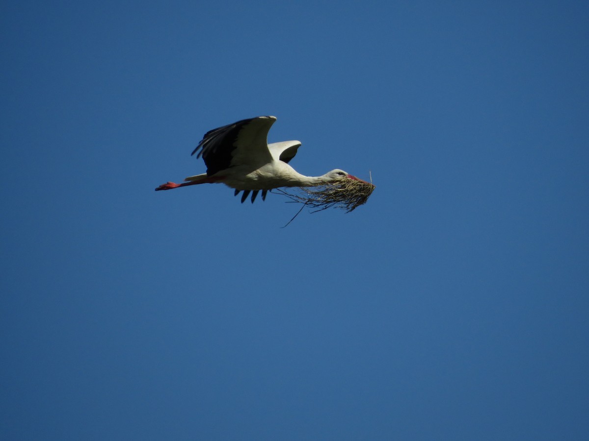 White Stork - Samuel de la Calle San José