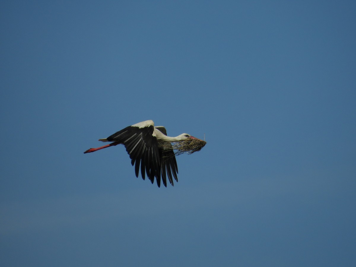 White Stork - Samuel de la Calle San José