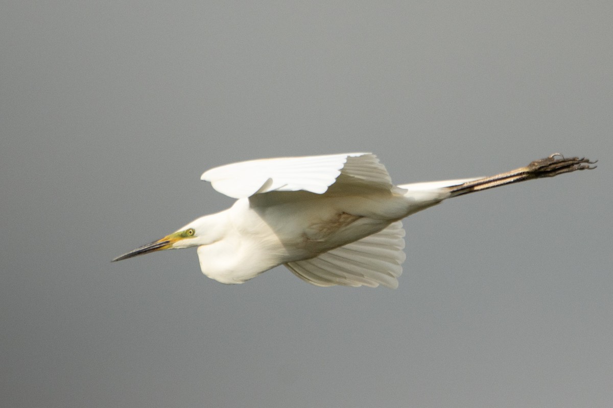 Great Egret - Letty Roedolf Groenenboom