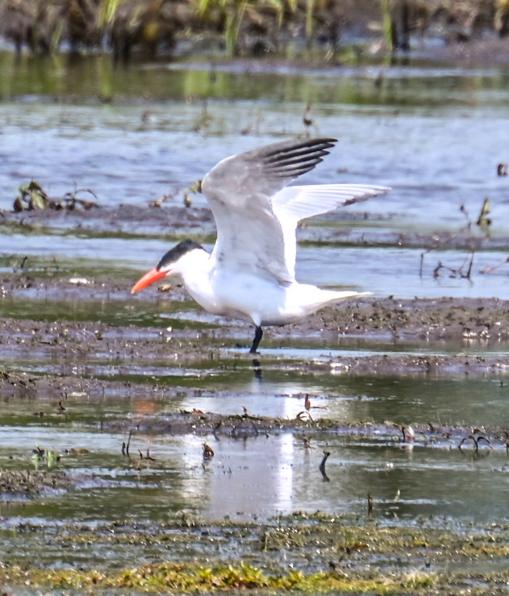 Caspian Tern - Jackie Baldwin