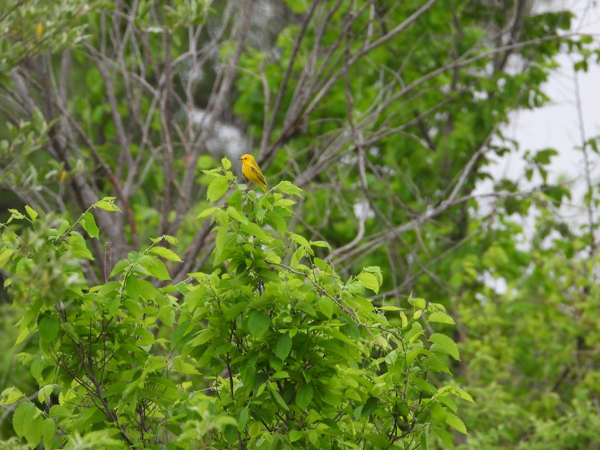 Yellow Warbler - Monica Rose