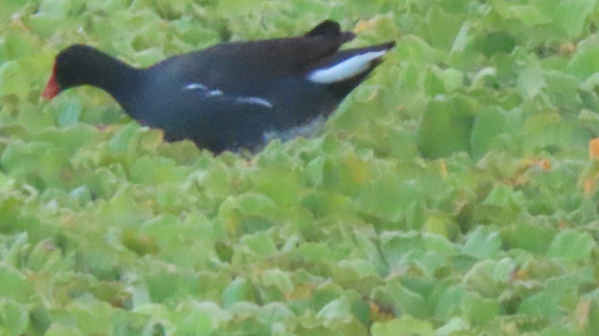 Gallinule d'Amérique - ML619408059