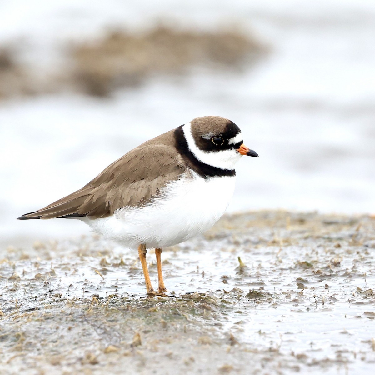 Semipalmated Plover - Gino Ellison