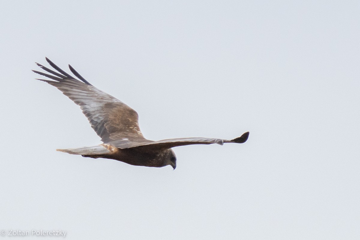 Western Marsh Harrier - ML619408078