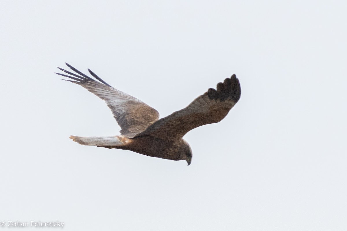 Western Marsh Harrier - Zoltan Poleretzky