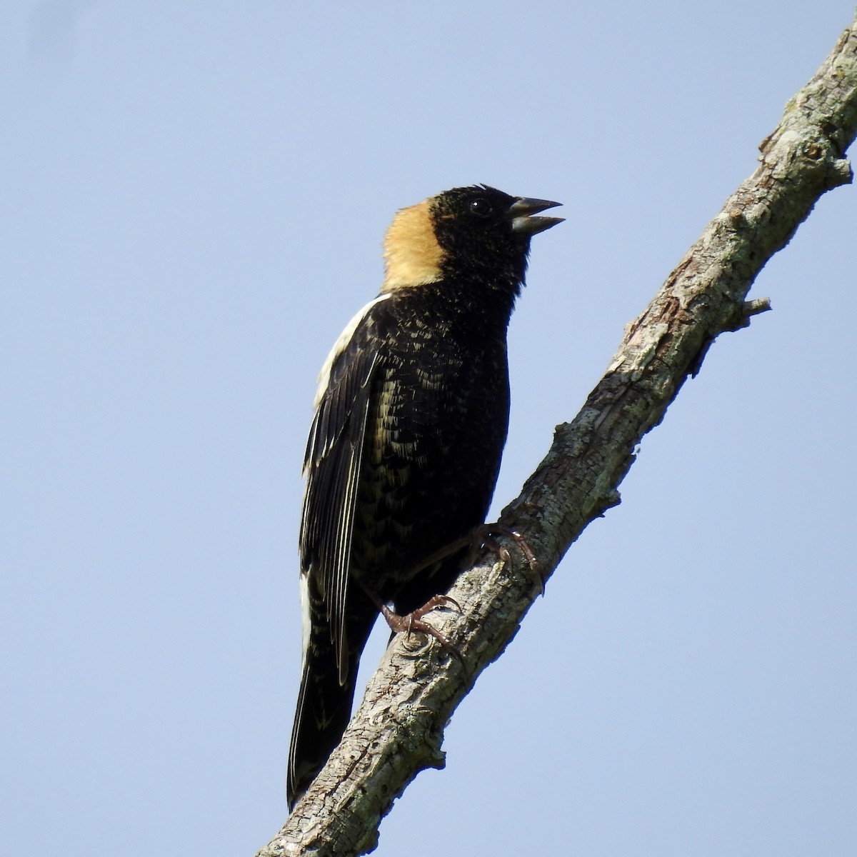 Bobolink - Keith Eric Costley