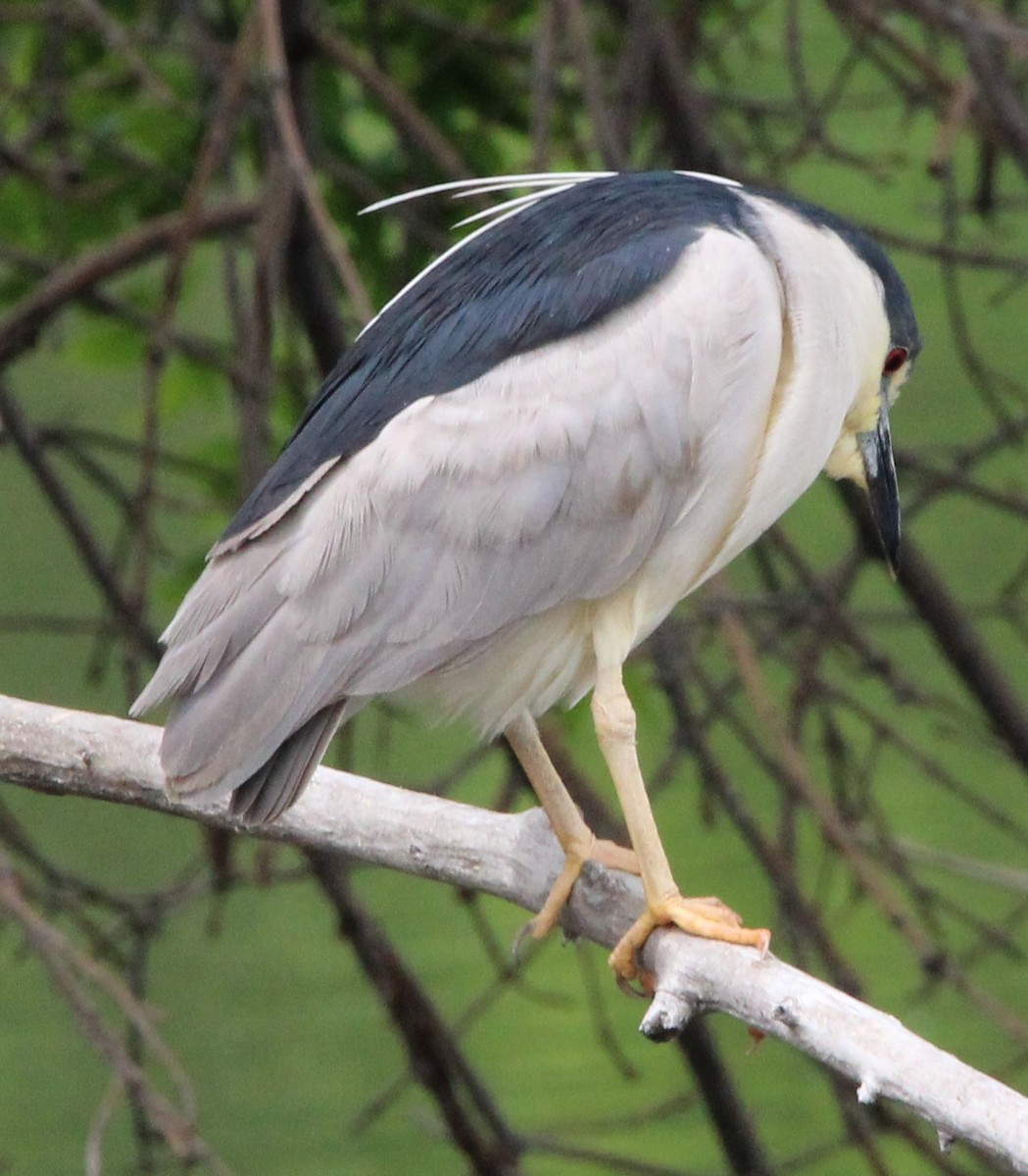 Black-crowned Night Heron - NE Ohio Duck Tracker - JUDY   ( ')>