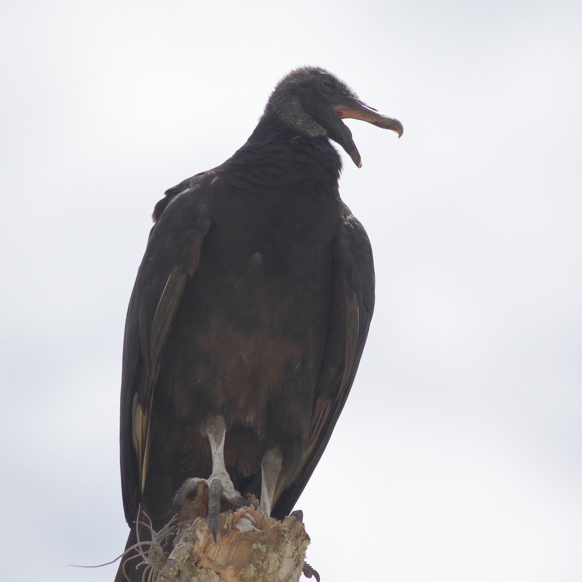 Black Vulture - Richard Stanton