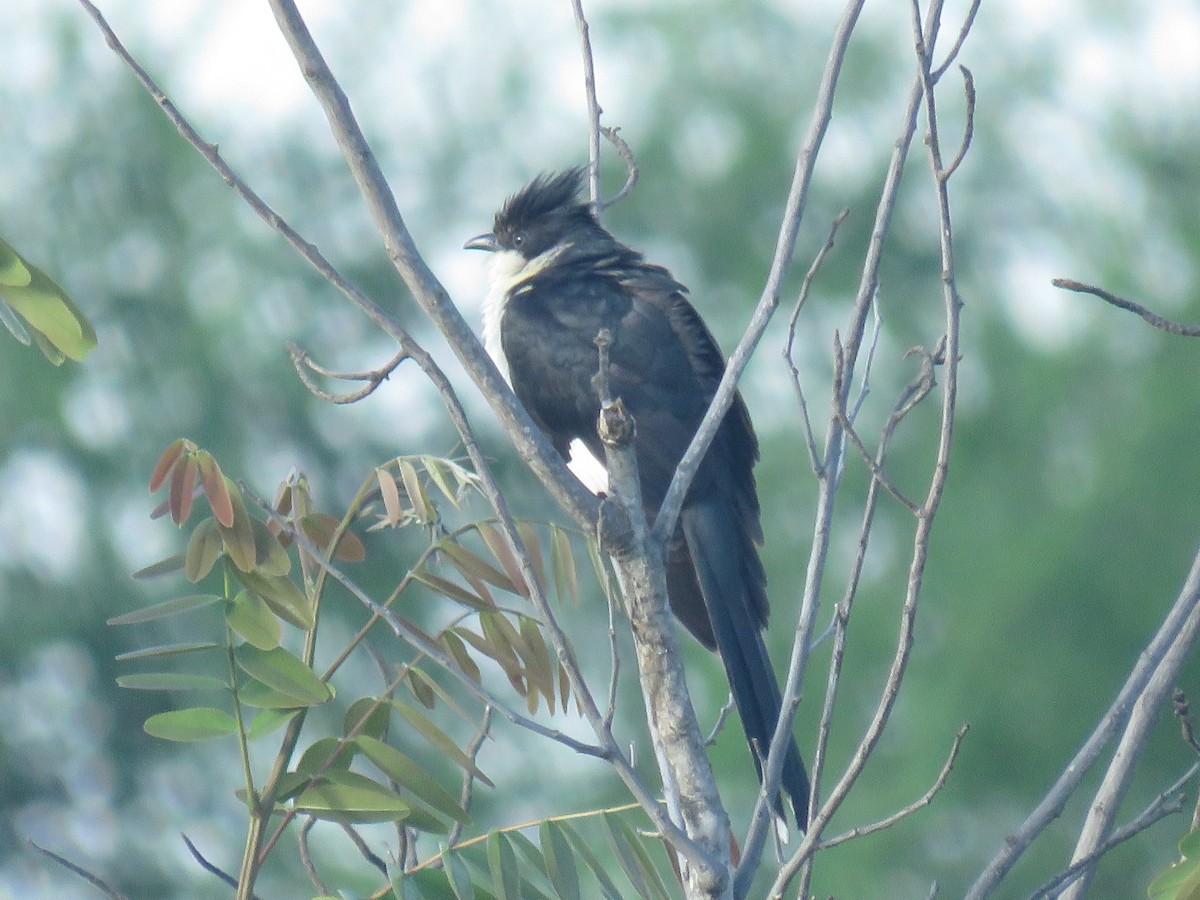 Pied Cuckoo - Phil Mountain