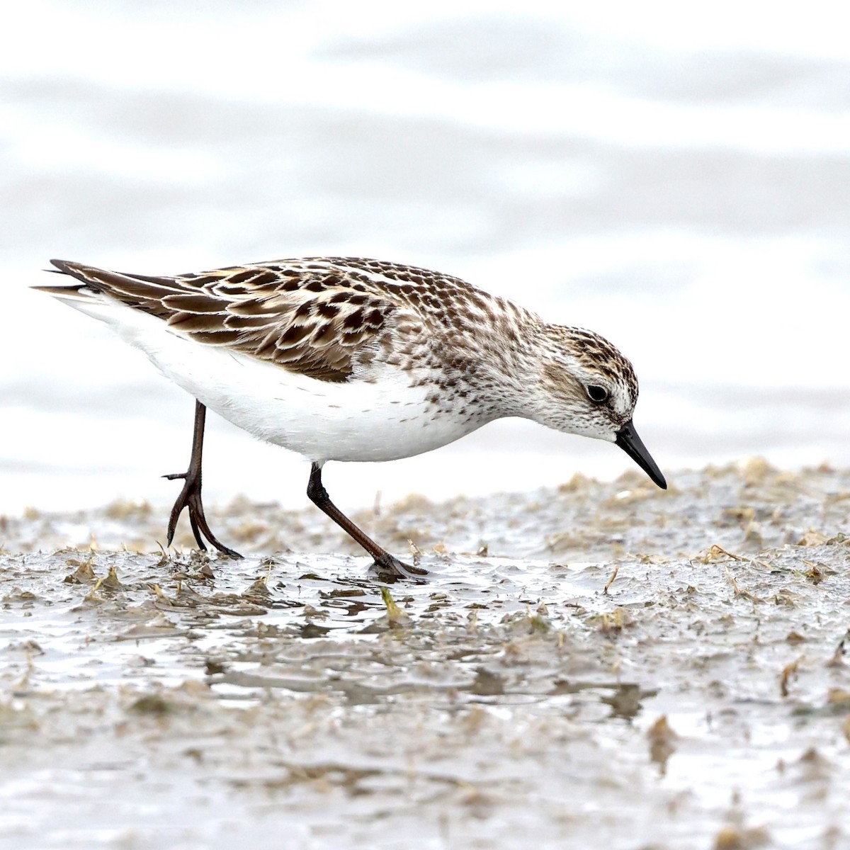 Least Sandpiper - Gino Ellison