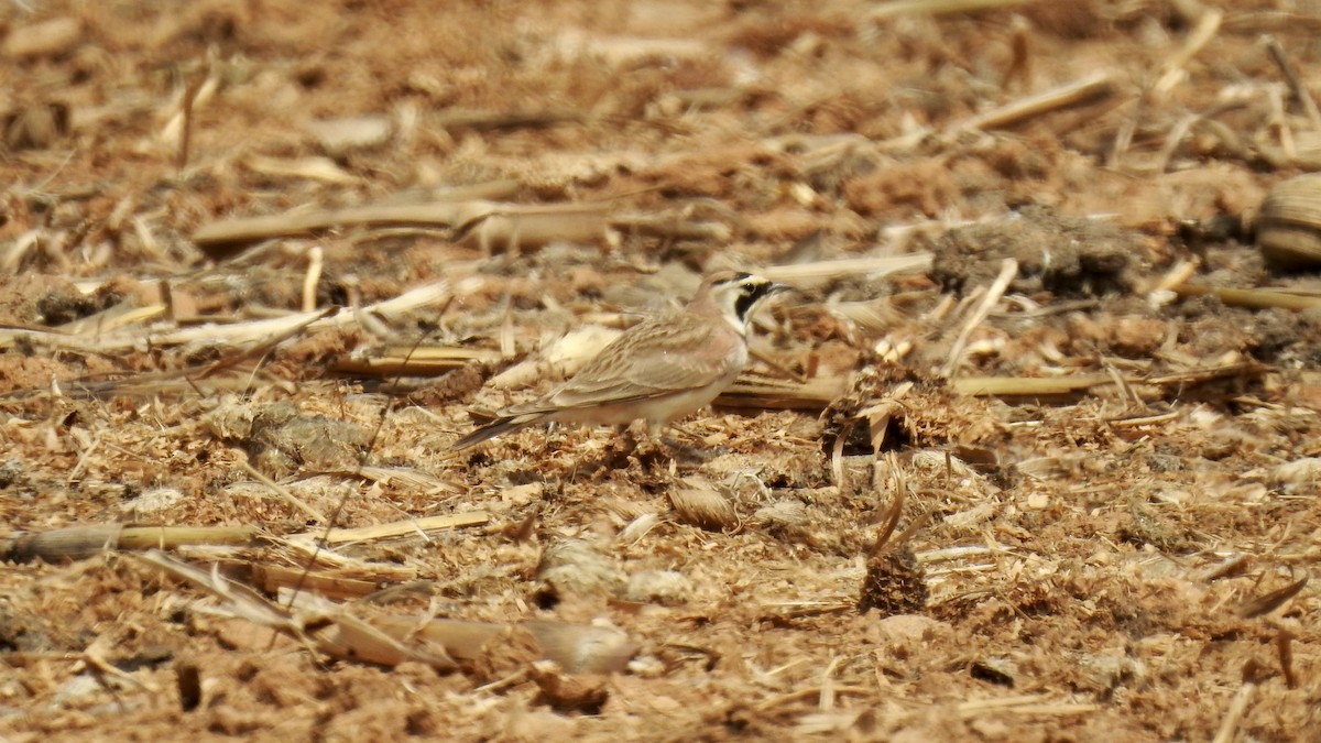 Horned Lark - Keith Eric Costley